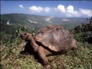 Tortuga Gigante